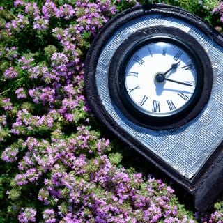 Blooming Magic Carpet or Creeping Thyme with a clock in the trial gardens at Baker Creek.