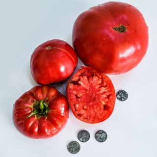 Sliced and whole Abe Lincoln Original Tomatoes with Lincoln pennies on a white background.