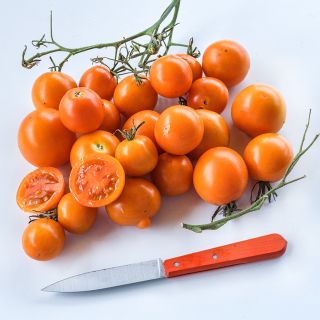 A shiny orange cluster of Auriga Tomatoes with an orange-handled knife on a white background.