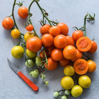 A cluster of Auriga Tomatoes at varied stages of maturity on a light blue background.