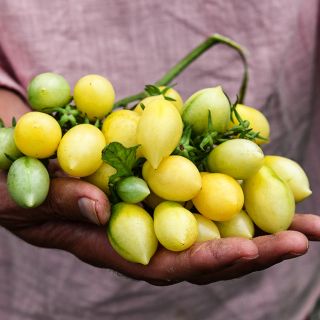 A gardener holding a cluster of Barry's Crazy Cherry Tomatoes in the greenhouse.