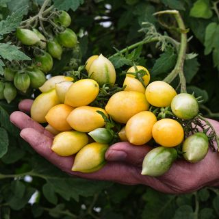 Hand holding a cluster of Barry's Crazy Cherry Tomatoes with green tomatoes on the vine in the background.