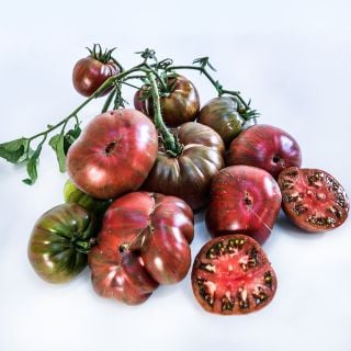 A large bunch of Berkeley Tie-Dye Pink Tomatoes on a white background.