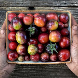 A gardener's hands holding a basket full of Black Strawberry Tomatoes. Image by Lucy Hutchins.