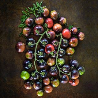 An overhead view of Black Strawberry Tomatoes on the vine with leaves on dark copper background.