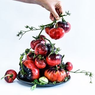 A woman placing more Blue Beauty Tomatoes onto a plate against a white background.
