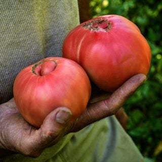 A farmer holding a couple of Brandywine Sudduth's Strain Tomatoes at the Baker Creek trial farm.
