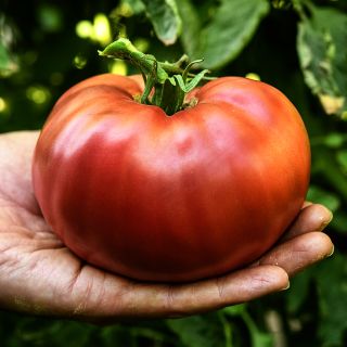 A gardener's hand holding a single Carbon Tomato in front of tomato foliage at the trial farm.