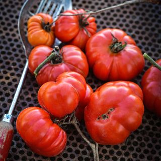 Costoluto Genovese Tomatoes on seed drying rack with an old spoon.
