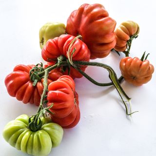 A vine of Costoluto Genovese Tomatoes on bright white background.