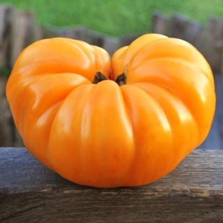 A huge Dr. Wyche's Yellow Tomato sitting on a wood fence railing.
