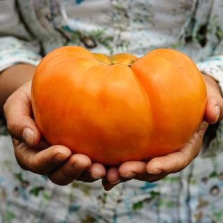 A Baker Creek employee holds a giant Dr. Wyche's Yellow Tomato at the Baker Creek trial farm.