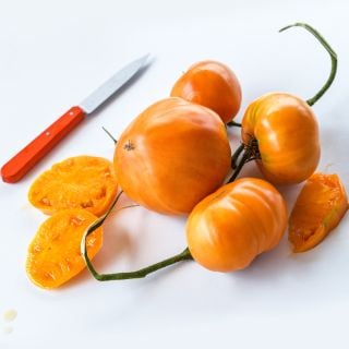 Cut and whole Dr. Wyche's Yellow Tomatoes with an orange handled knife on white background.