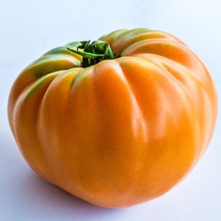 A single Dr. Wyche's Yellow Tomato on a white background.