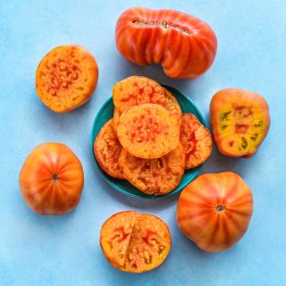 Gold Medal Tomatoes slices on blue plate surrounded by tomatoes on light blue background.