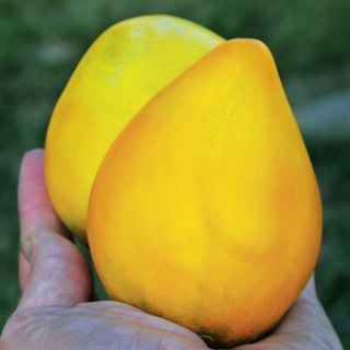 A gardener's hand holding two freshly plucked Golden King of Siberia Tomatoes in the garden.