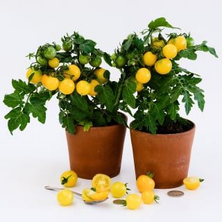 A couple of Gourmandise Yellow Tomato plants in pots covered in fruit on a white background.
