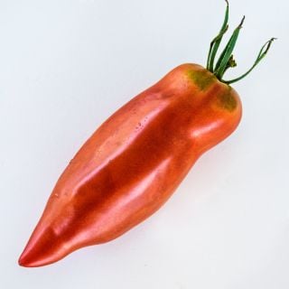 A single Jersey Devil Tomato on white background.