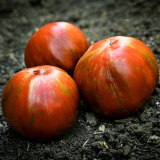 A trio of Large Barred Boar Tomatoes photographed on the soil at the Baker Creek trial farm.