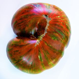 A view of the bottom of a Large Barred Boar Tomato on a white background.