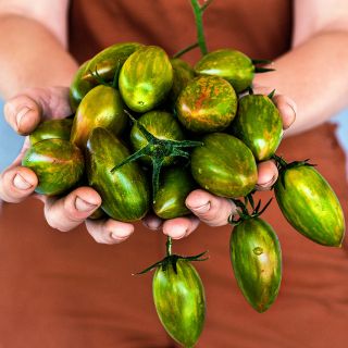 Woman in overalls holding a giant handfull of Lucky Tiger Tomatoes.