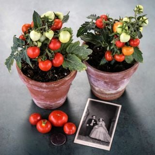 Two Micro Tom Tomato plants bearing fruit in pots with a picture of Tom Thumb and his wife.