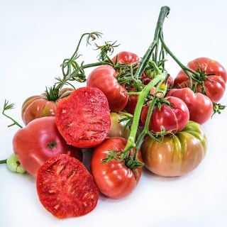 A cluster of more than a dozen Missouri Pink Love Apple Tomatoes still on the vine against a white background.