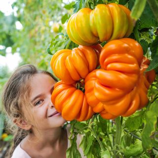 A smiling little girl stands by a cluster of Orange Accordion Tomatoes on the vine in greenhouse at Baker Creek.