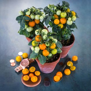 The Orange Hat Tomato plants with fruit in little pots.