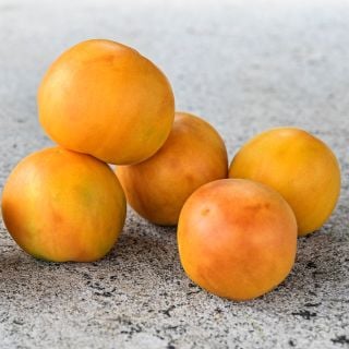 Orange Peach Tomatoes stacked on a stone counter top and look like real peaches.