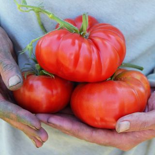 Hands holding a trio of Pantano Romanesco Tomatoes at the Baker Creek trial farm in California.