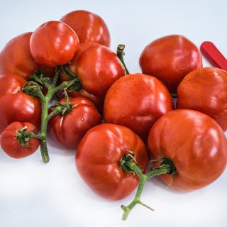 Two generous clusters of Peron Tomatoes still on the vine on a high key background.