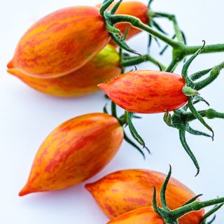 Close-up of Pink Tiger Tomatoes on the vine against a white background.