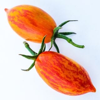 A macro close-up of a pair of Pink Tiger Tmatoes on a white background.