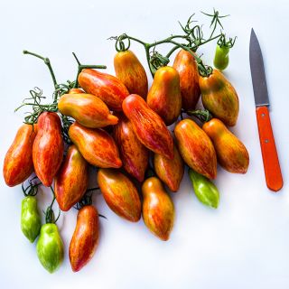 A large cluster of Prairie Fire Tomatoes in various stages of maturity with an orange knife on a white background.