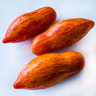 Close-up view of a threesome of Prairie Fire Tomatoes on white background.