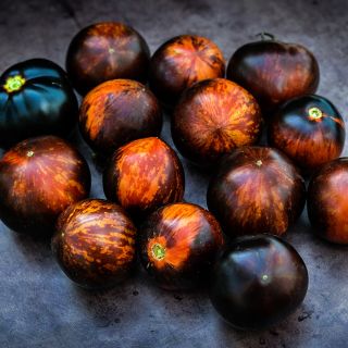 Over a dozen of Queen of the Night Tomatoes arranged on a dark background.