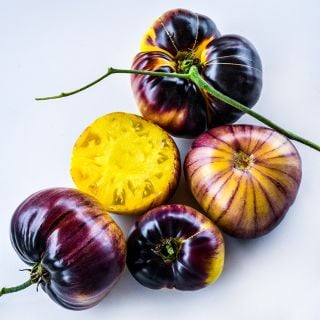 Sart Roloise Tomatoes arranged on white background.