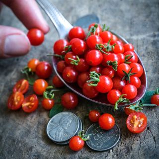 A spoon full of Spoon Tomatoes with fingers adding a tiny tomato and pennies to show size on wood.