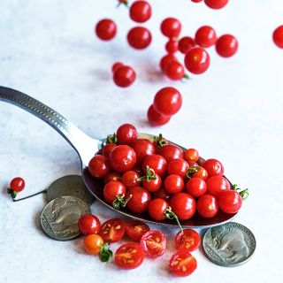 A spoonfull of Spoon Tomatoes with coins to show size on light background.