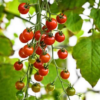 Spoon Tomatoes growing on the plant in a greenhouse at Baker Creek in Mansfield, Missouri.