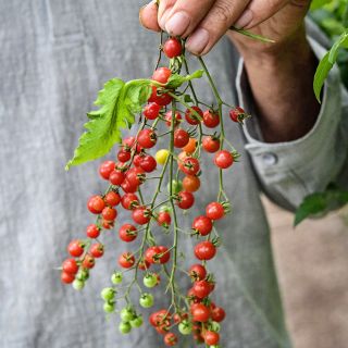 A gardener's hand holding a several vines of Spoon Tomatoes in the greenhouses at Baker Creek.