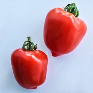 A couple of Sweetheart Cherry Tomatoes on a white background.