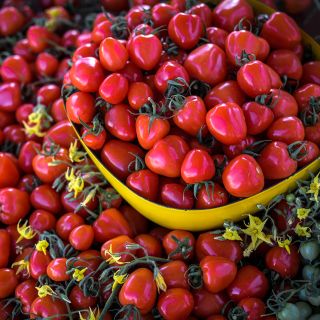A bumper crop of Sweetheart Cherry Tomatoes overflowing a large yellow bowl with blooms.