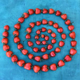 Sweetheart Cherry Tomatoes arranged in spiral on blue background.