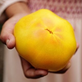 A girl's hand holding a single Thorburn's Lemon Blush Tomato against her blush colored dress. 