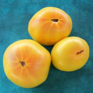 A trio of  Thorburn's Lemon Blush Tomatoes on teal colored background.