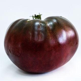 A single True Black Brandywine Tomato on white background.