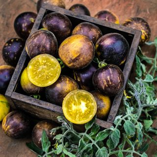 A wooden box full of Wooly Kate Tomatoes with fuzzy foliage on a wooden background.