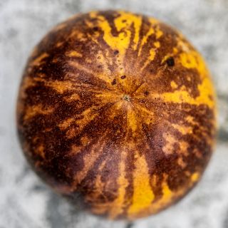 Close-up macro view of a Wooly Kate Tomato on a metal background.